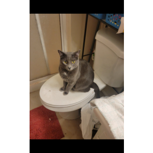 Image of Archie, Lost Cat