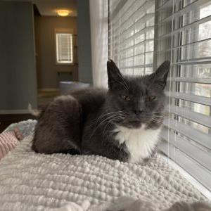 Image of Macy Gray, Lost Cat