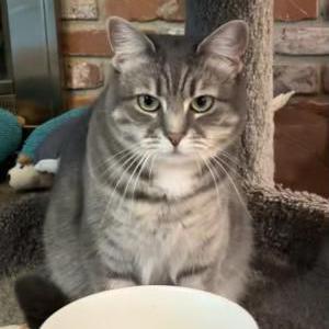 Image of Sofia, Lost Cat