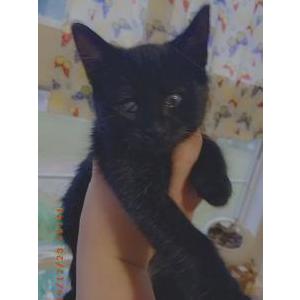 Lost Cat Twilight