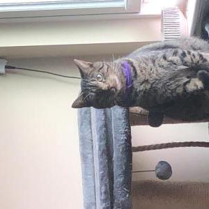 Image of Pumpkin, Lost Cat