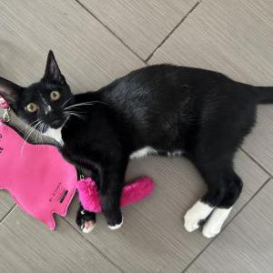 Image of Badger, Lost Cat