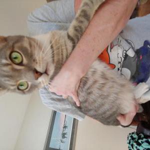 Found Cat Unknown