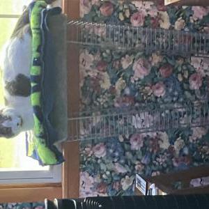 Lost Cat Casper