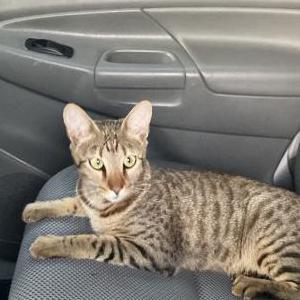 Lost Cat Simba