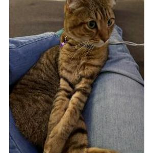 Lost Cat Johanna Hourany