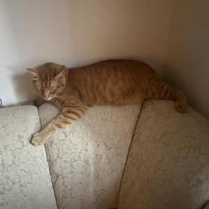Image of Milo Zazueta, Lost Cat