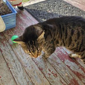 Found Cat Unknown
