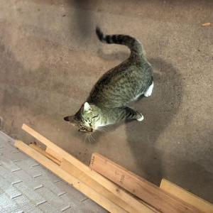 Found Cat Unknown