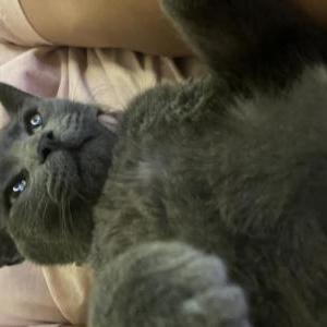 Image of Grey, Lost Cat