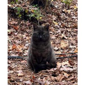 Image of Ash, Lost Cat