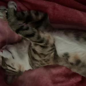 Image of gigi, Lost Cat