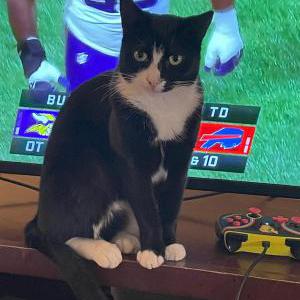 Image of Keevon, Lost Cat