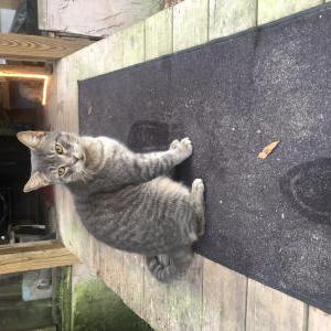 Found Cat Unknown