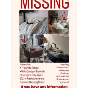 Lost Cat Bella