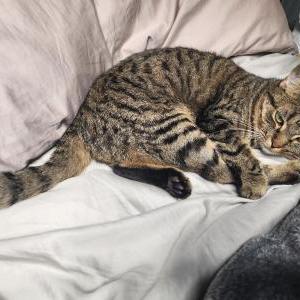 Lost Cat Zara