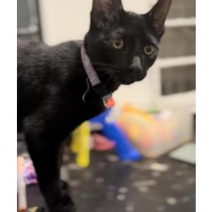 Image of Zelda, Lost Cat