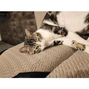 Image of timmy, Lost Cat