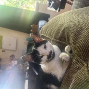 Lost Cat Charlie Bear