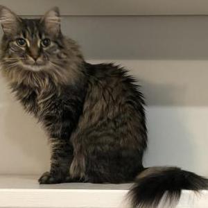 Image of Diana, Lost Cat