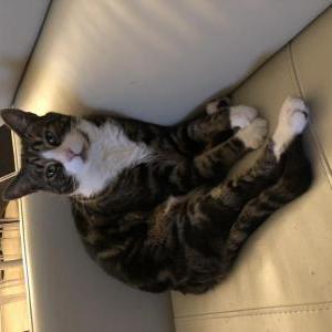 Lost Cat Guido