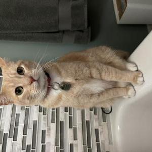 Image of Mitsi, Lost Cat