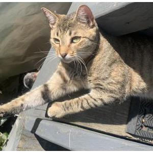 Image of Elsa, Lost Cat