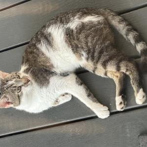 Lost Cat Oliver
