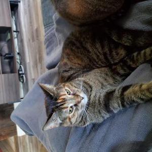 Lost Cat Kitten