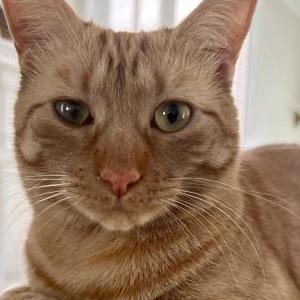 Lost Cat Alfred