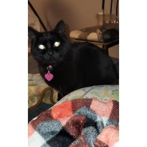 Lost Cat brookie