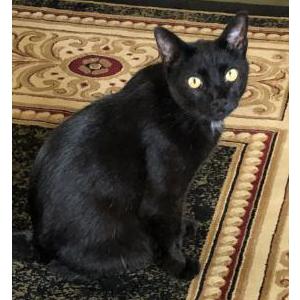 Lost Cat Michi