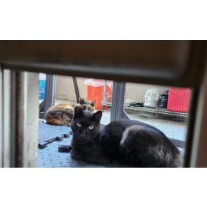 Image of Ivan, Lost Cat