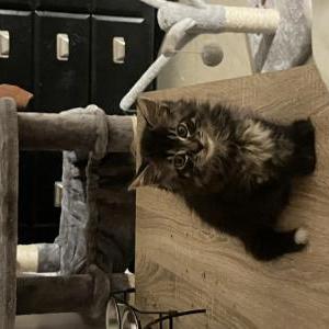 Image of Loki, Lost Cat