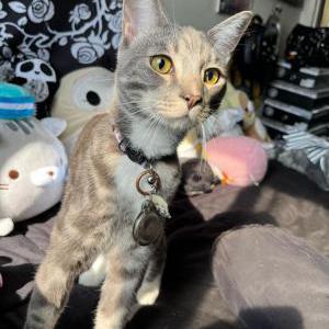 Image of Ciel, Lost Cat