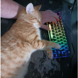 Lost Cat Tigger