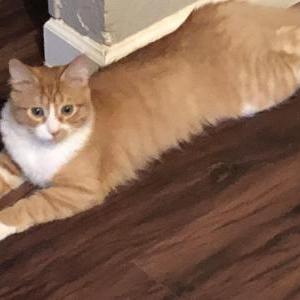 Lost Cat Rusty