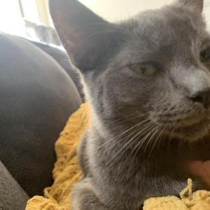 Image of versochi, Lost Cat