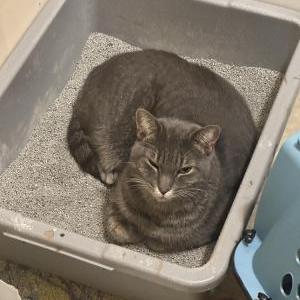 Found Cat Unknown