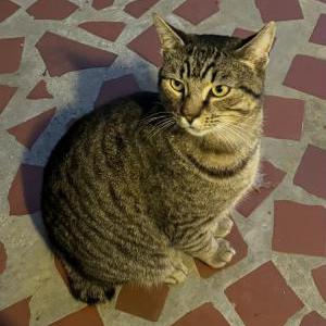 Found Cat Unknown