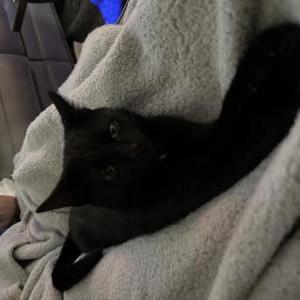 Found Cat unknown