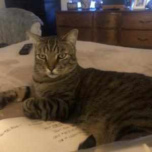Image of Angus, Lost Cat