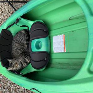 Lost Cat Kittyson