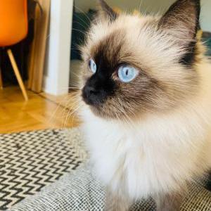 Image of Sophie, Lost Cat
