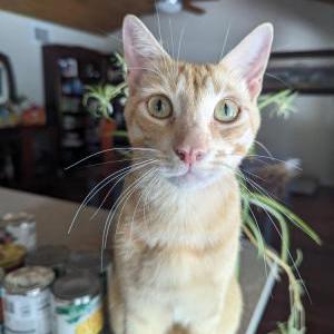 Image of Noodle, Lost Cat