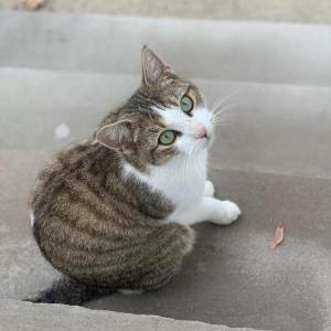 Lost Cat Lola