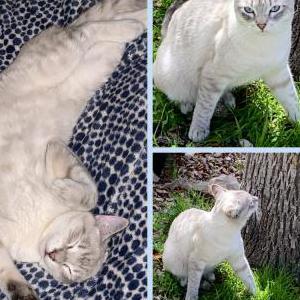 Image of Sabo, Lost Cat