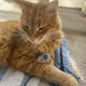 Image of Garfield, Lost Cat