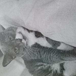 Lost Cat Titan