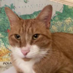 Image of Fuzzy, Lost Cat